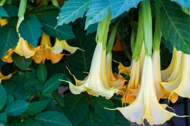 Datura çiçeği. (brugmansia swingtime) Daldan sarkan uyuşturucu çiçekleri.