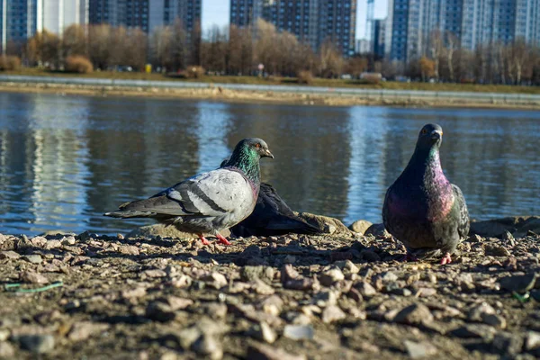 Nehir kıyısında güvercin