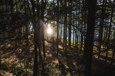 Gün batımında orman içinden görüntülemek