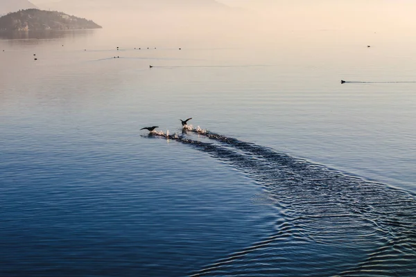 Sevimli ördekler nehirde yüzen