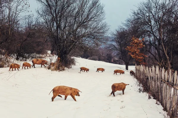 Špinavé Prasata Zimní Zahradě — Stock fotografie