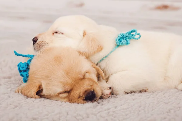 Yün halı üzerinde uyuyan sevimli yavru