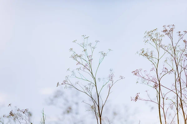 Kış Zamanında Kurutulmuş Bitkiler Closeup — Stok fotoğraf