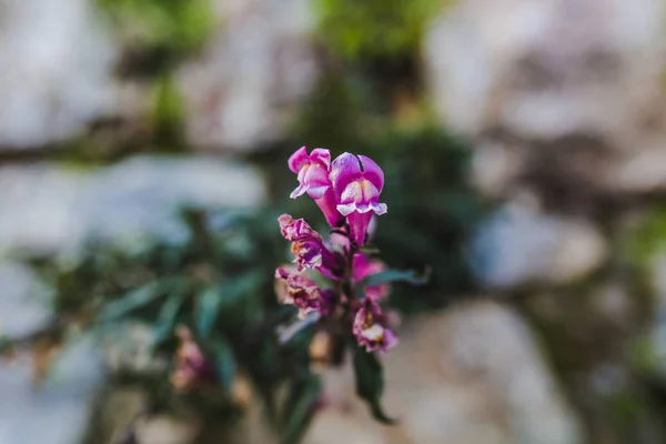 Mor çiçekler detaylı görünüm bulanık doğal zemin üzerine
