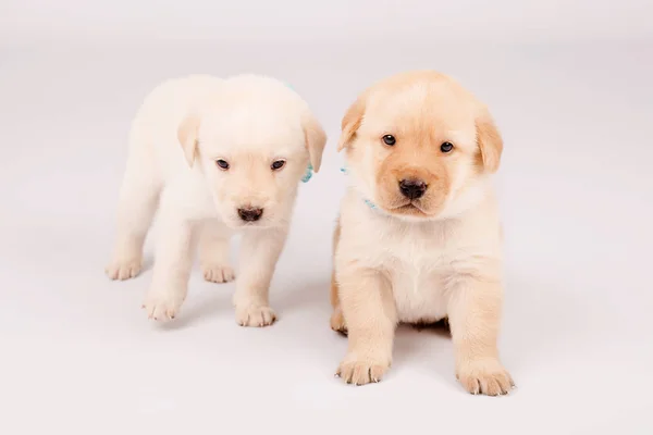 Küçük yavru birlikte, sevimli hayvanlar oynama.