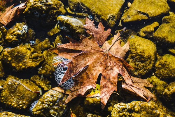 Vue Rapprochée Des Pierres Des Feuilles Dans Eau — Photo