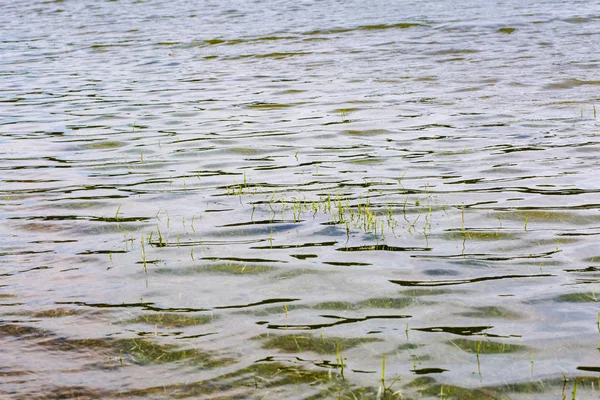 River water surface with ripples and weeds