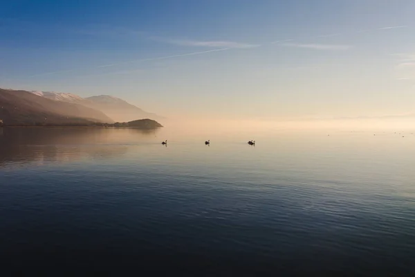 Elegantes Cisnes Flotando Junto Río Atardecer — Foto de Stock