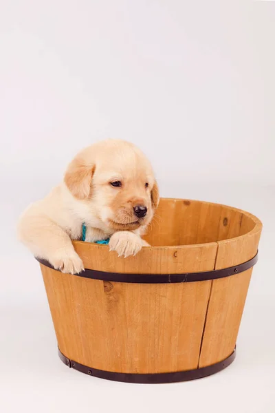 Tahta kova içinde oturan poz köpek yavrusu