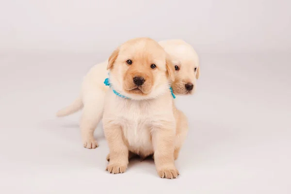 Petits Chiots Jouant Ensemble Animaux Mignons — Photo