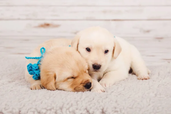 Bonitos Cachorros Dormindo Tapete — Fotografia de Stock