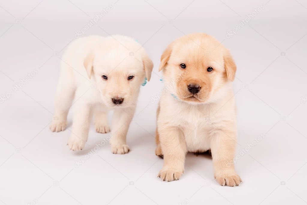 Small puppies playing together, cute animals.