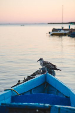 Şirin martı ayakta günbatımı arka plan teknede üstüne