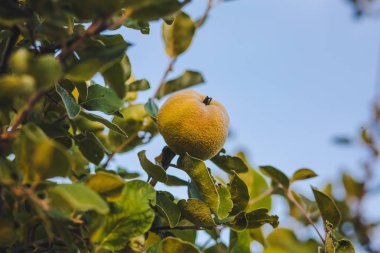 Dallarda, görünümü Kapat asılı elma.