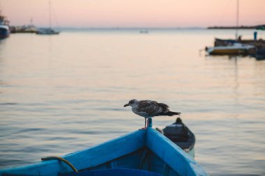 Şirin martı ayakta günbatımı arka plan teknede üstüne