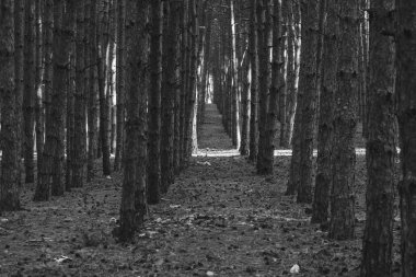 Çam ağaçları orman çam kozalakları zeminde ile