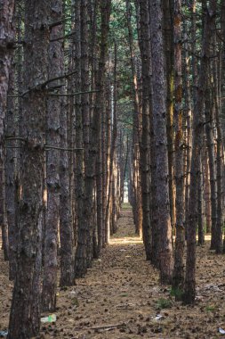 Çam ağaçları orman çam kozalakları zeminde ile