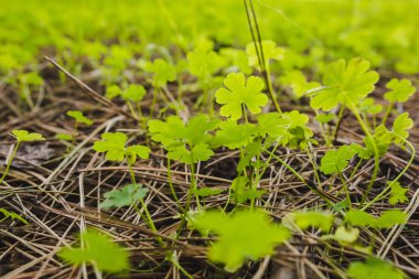Zeminde kurutulmuş Çam iğneleri arasında taze yeşil bitkilerin görünümü Kapat