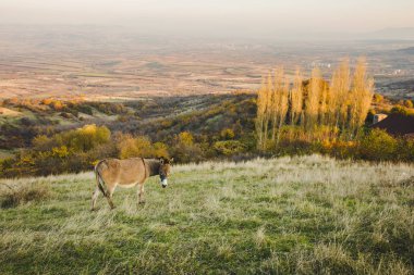 Ön plan üzerinde eşek ile renkli sonbahar manzara