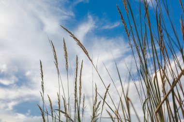 Mavi bulutlu gökyüzü arka plan üzerinde çim bitkilerin görünümü Kapat