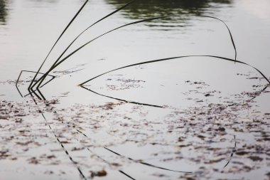 Gölet sazlık ile yüzey ve düşmüş kırpılmış görünümünü bırakır