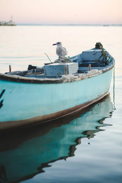 Şirin martı ayakta günbatımı arka plan teknede üstüne