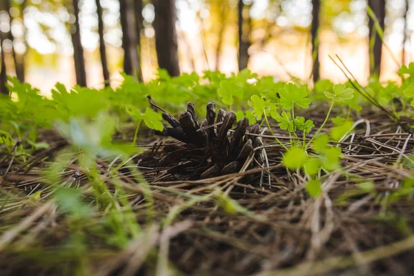 Zeminde kurutulmuş Çam iğneleri arasında taze yeşil bitkilerin görünümü Kapat