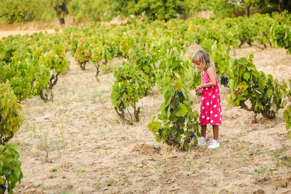 Klein Meisje Roze Jurk Wandelen Wijngaard — Stockfoto