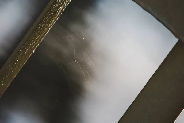 Örümcek Ağı Görünümünü Çit Üzerinde Kırpılmış — Stok fotoğraf