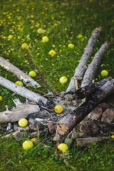 Elma Yeşil Çim Oturum Açmasına Izin — Stok fotoğraf