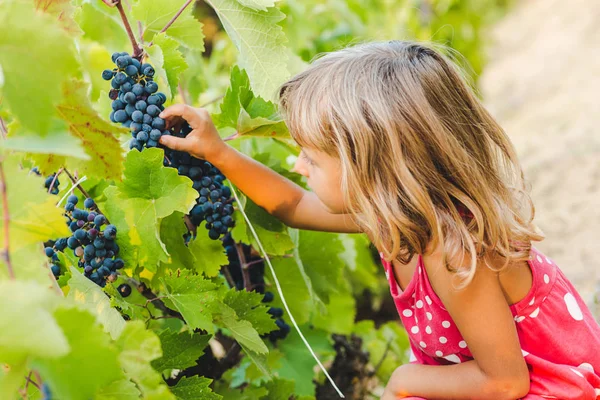 Sevimli kız toplama üzüm bağ içinde gizleme