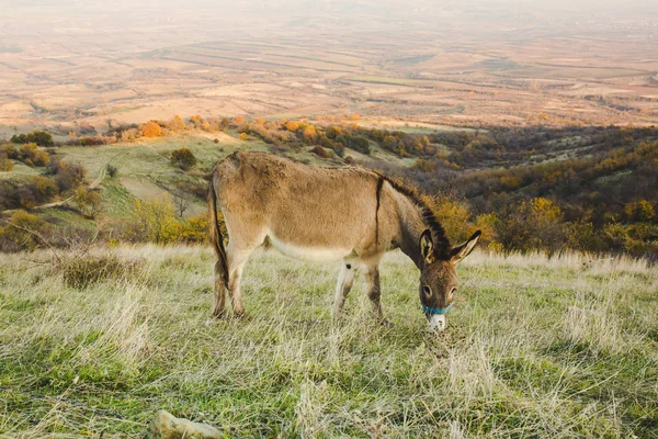 Cute donkey grazing walking by autumnal field