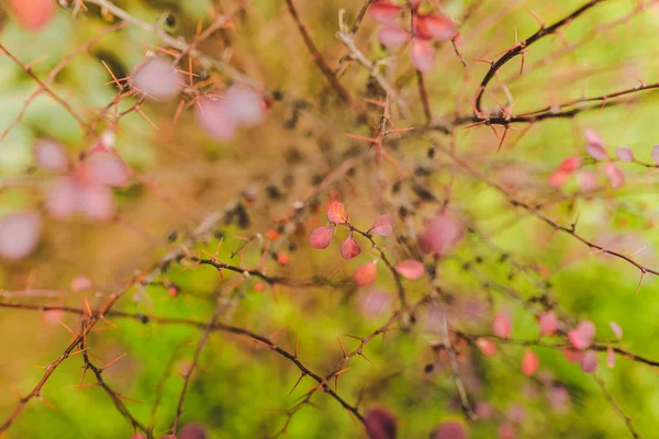 Vue Détaillée Buisson Avec Des Branches Pointues Des Feuilles Rouges — Photo