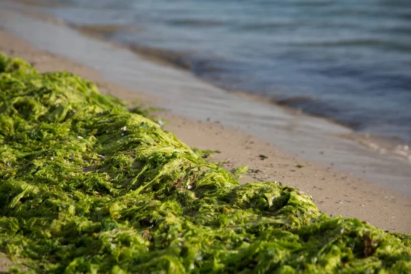 Close View Seaweeds Shore — Stock Photo, Image