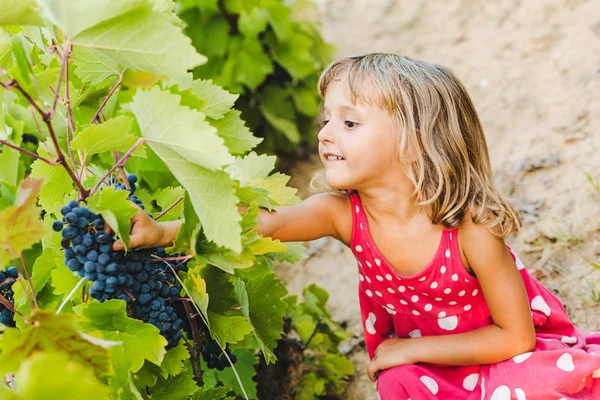 Sevimli kız toplama üzüm bağ içinde gizleme