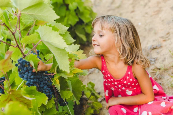 Sevimli kız toplama üzüm bağ içinde gizleme