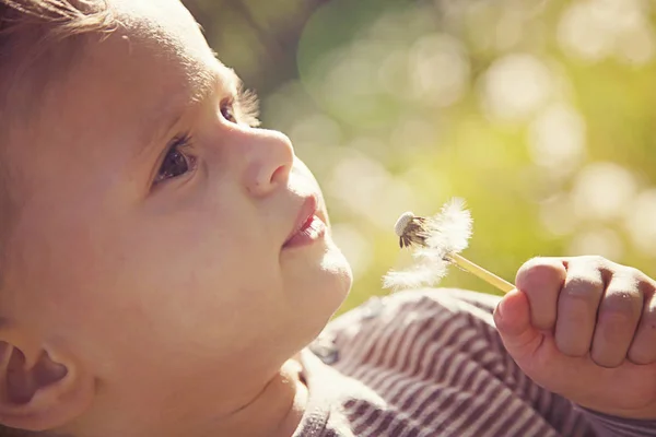 Ritratto Bambina Che Tiene Mano Dente Leone Essiccato — Foto Stock