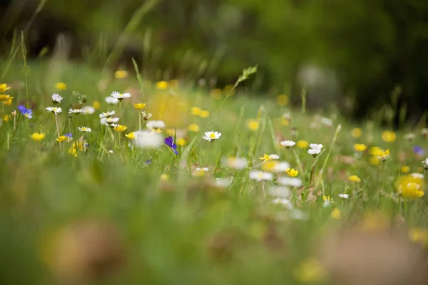 Kırpılan alanı yeşil çim ve kır çiçekleri ile görünümünü