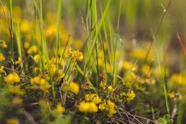 makro doğa, çiçekler ve bir bitkinin üzerinde eşekarısı olan çimenler. Çayırdaki sarı çiçekler yakın plan.