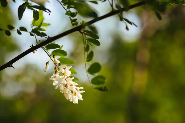 Siyah Çekirge 'nin Yakın Çekimi (Rohinia) Çiçek 