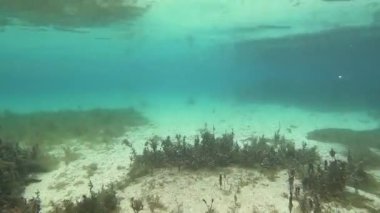 Hareket halindeki bir tekneden çekilen bereketli su altı bitki örtüsü. Makedonya 'nın Drim Nehri Yayları.