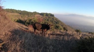 Dağın tepesinde inek çanı olan kahverengi boğa. Parlak bir gün, vadinin uzak olduğu bir dağ manzarası. Doğadaki evcil hayvanlar.