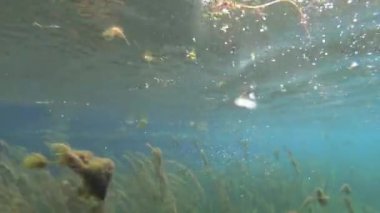 Hareket halindeki bir tekneden çekilen bereketli su altı bitki örtüsü. Makedonya 'nın Drim Nehri Yayları.