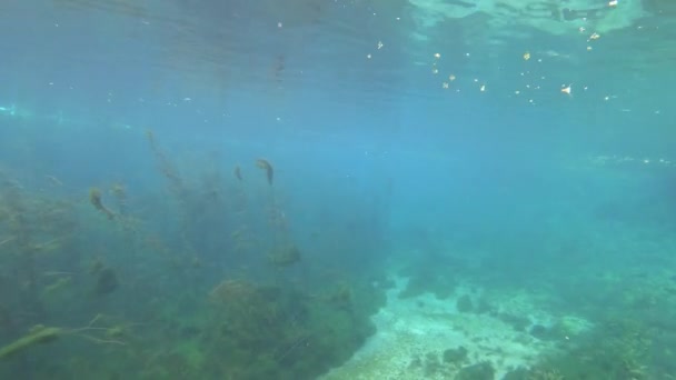 Flore Sous Marine Luxuriante Tirée Bateau Mouvement Springs River Drim — Video