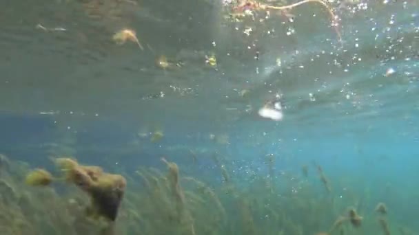 Flore sous-marine luxuriante tirée d'un bateau en mouvement. Springs of River Drim, Macédoine .