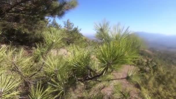 松树针的特写 住在山顶上的圣诞树上 秋天的风景 森林里阳光灿烂的一天 — 图库视频影像