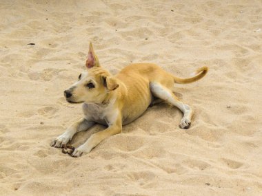 plaj ve deniz arasında