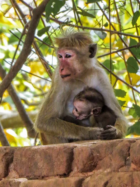 Bebek doğduktan sonra seyir maymun