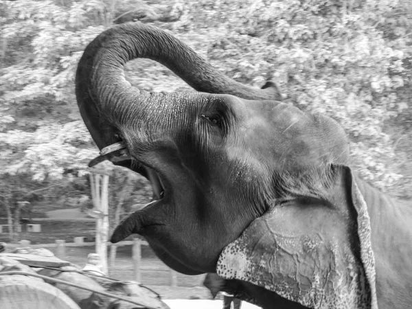 Sri Lanka dizide fil