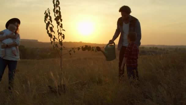 Plantation d'arbres au coucher du soleil dans la campagne — Video
